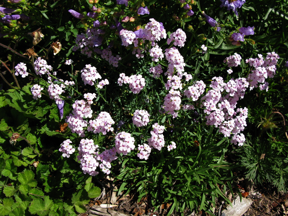 Aethionema Grandiflorum | North American Rock Garden Society